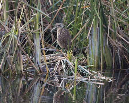 American Bittern