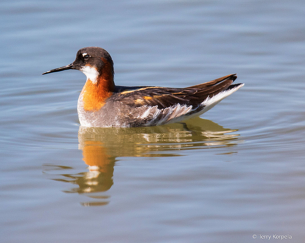 Red-necked Phalarope