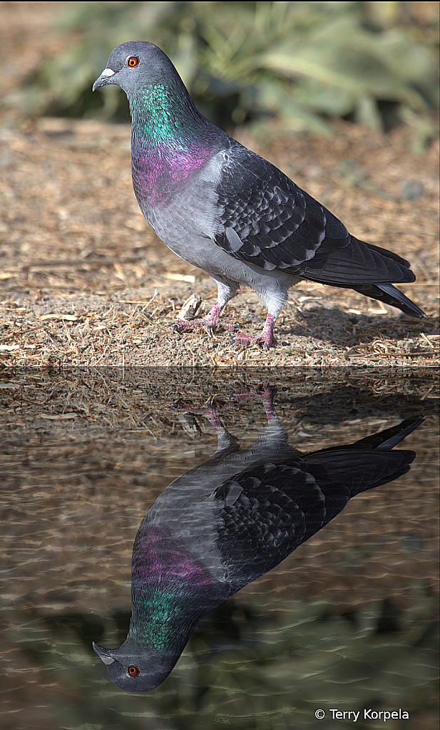 Rock Pigeon