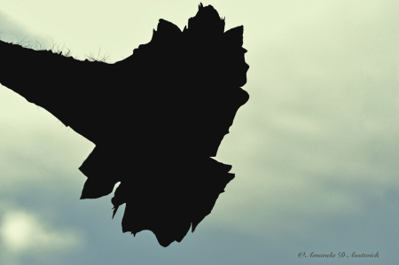 Cactus Bloom Silhouette