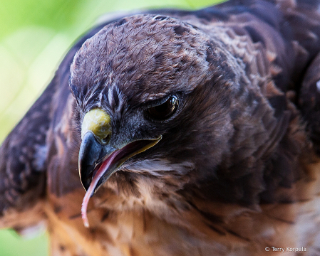 Red-tailed Hawk Close Up