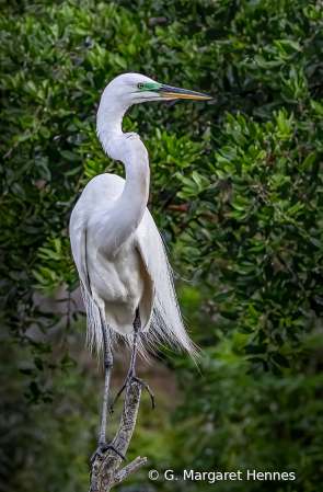 Great Egret Surveying the Scene