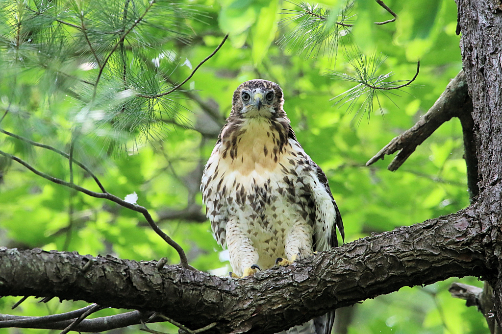 Red-Tailed Hawk