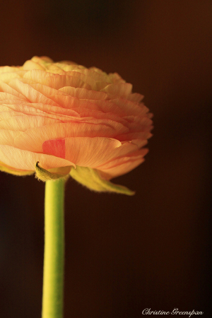Ranunculus