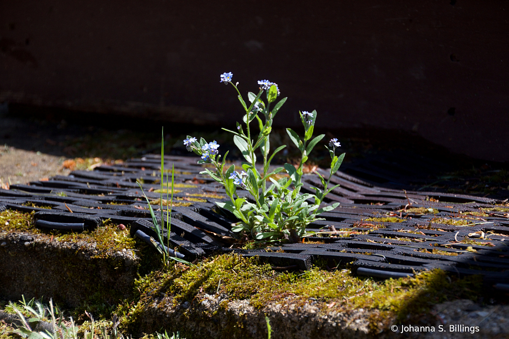 A Little Bouquet - ID: 15823292 © Johanna S. Billings