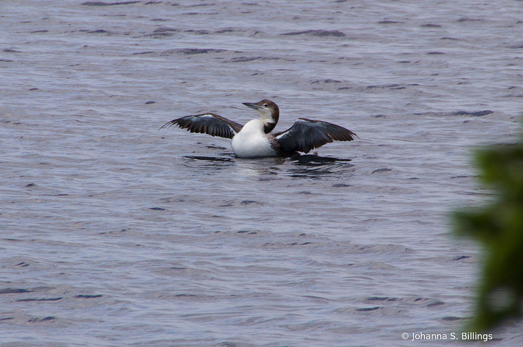 Wings - ID: 15823293 © Johanna S. Billings