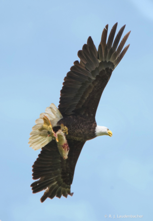The Catch