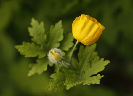 Yellow Poppy  