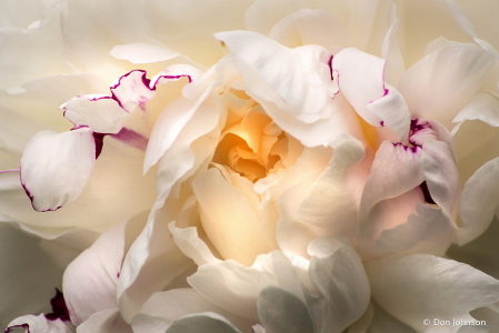 White Peony Close Up 5-24-20 007