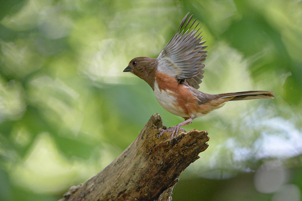 The Wings of Mrs. Towhee
