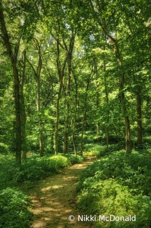 Forest Path