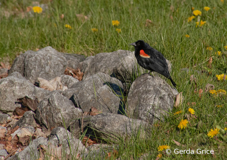 Male Red-Wing Blackbird on Rock
