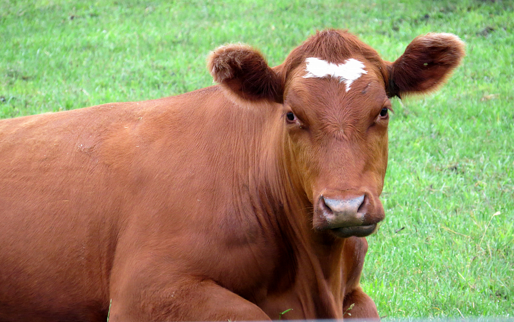 How Now Brown Cow