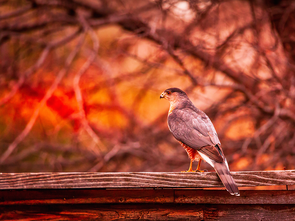 Raptor - ID: 15823351 © Jeff Robinson