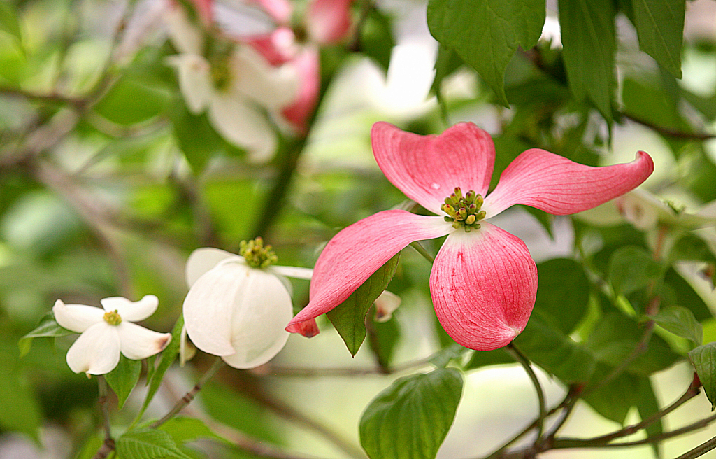 two white, one pink