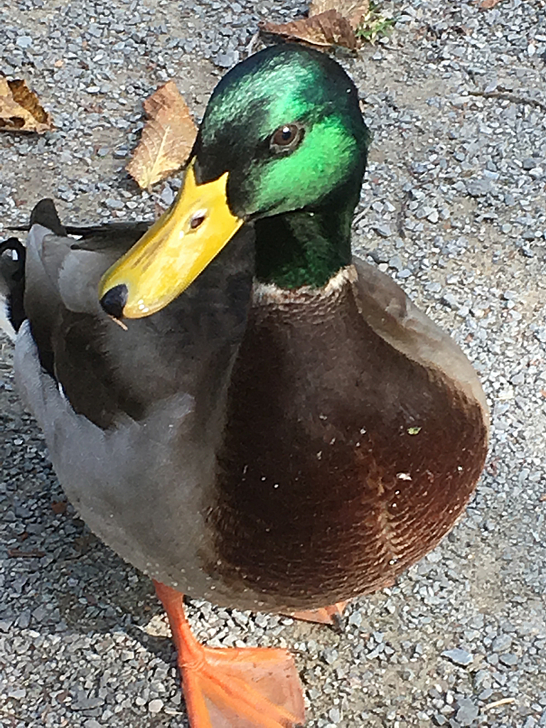 Mallard in Public Gardens - ID: 15823358 © Diane Slaunwhite