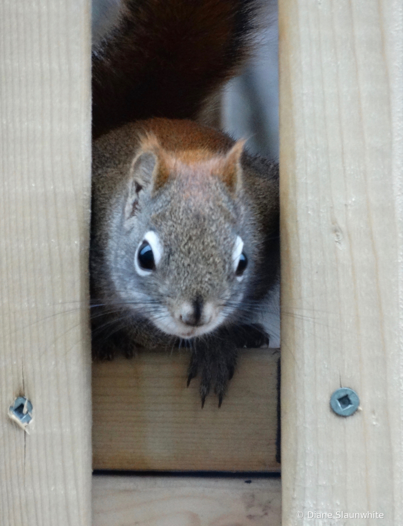 My little buddy - ID: 15823359 © Diane Slaunwhite