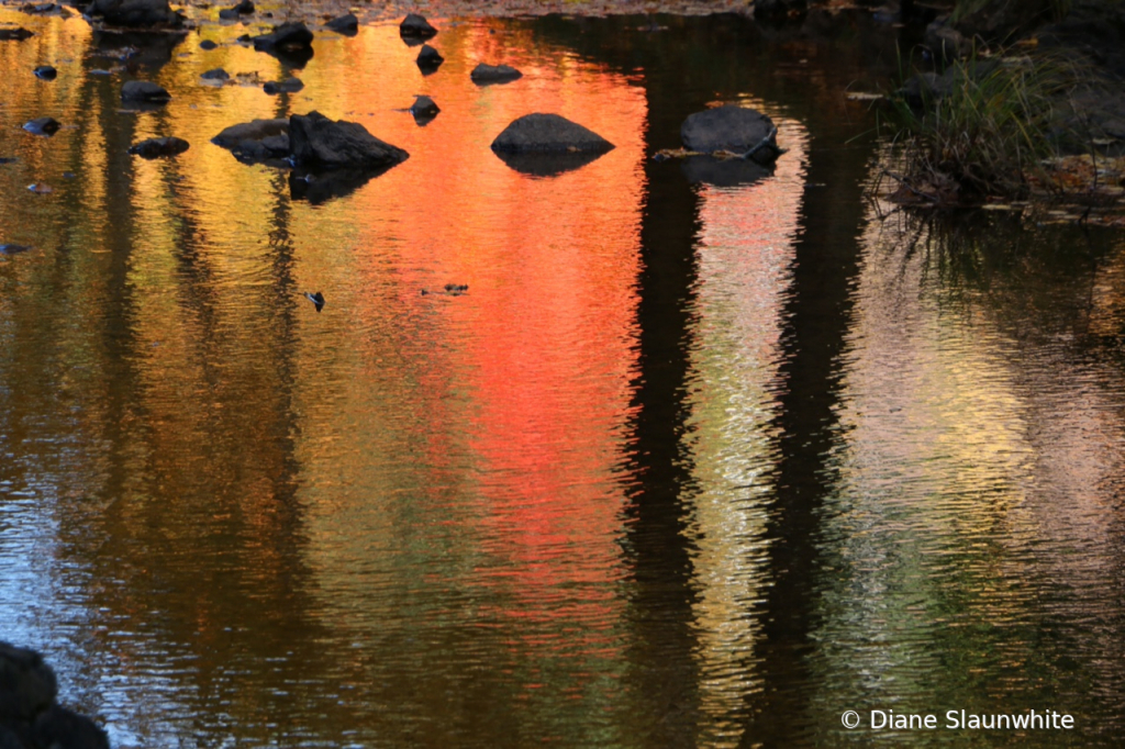 Reflections  - ID: 15823362 © Diane Slaunwhite