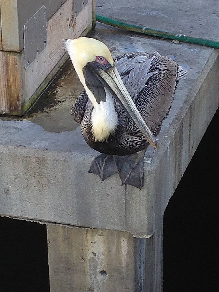 Cool pelican - ID: 15823364 © Diane Slaunwhite