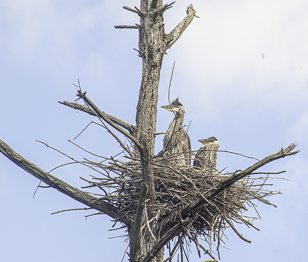 Chicks in the Nest