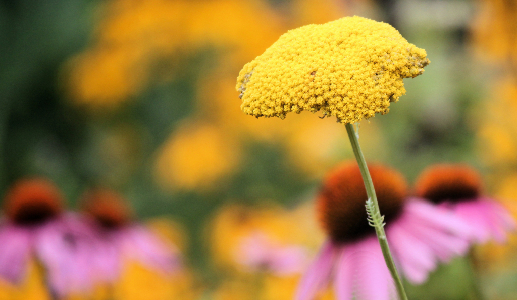 summer yarrow