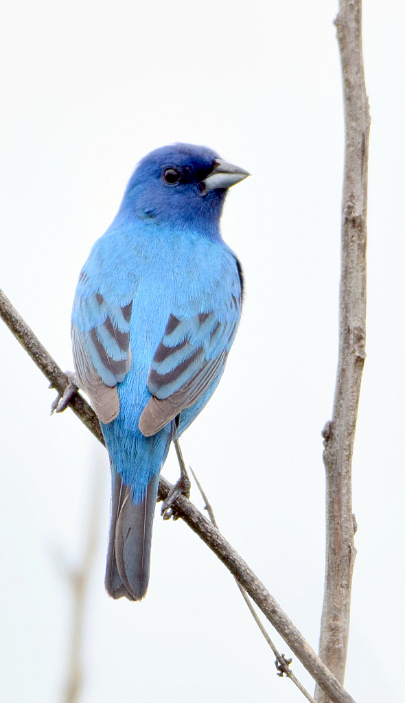 Indigo Bunting at Silver Creek Nature Preserve