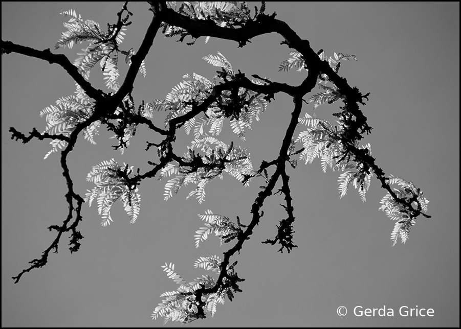 Back Lit Branch in Black and White