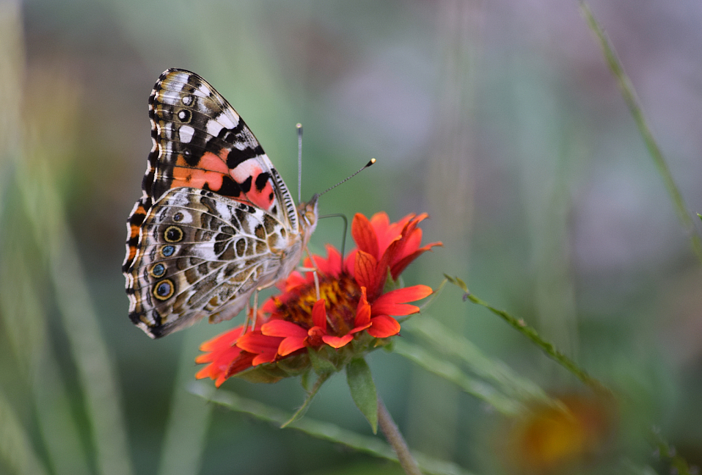 Winery Butterfly