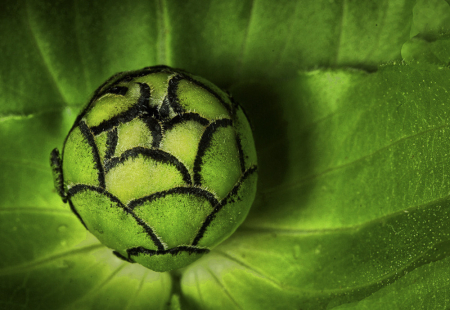 Zinnia Bud