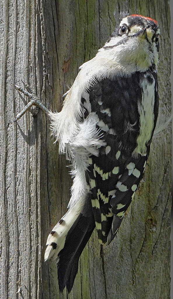 Baby Downy Woodpecker - ID: 15823630 © Janet Criswell
