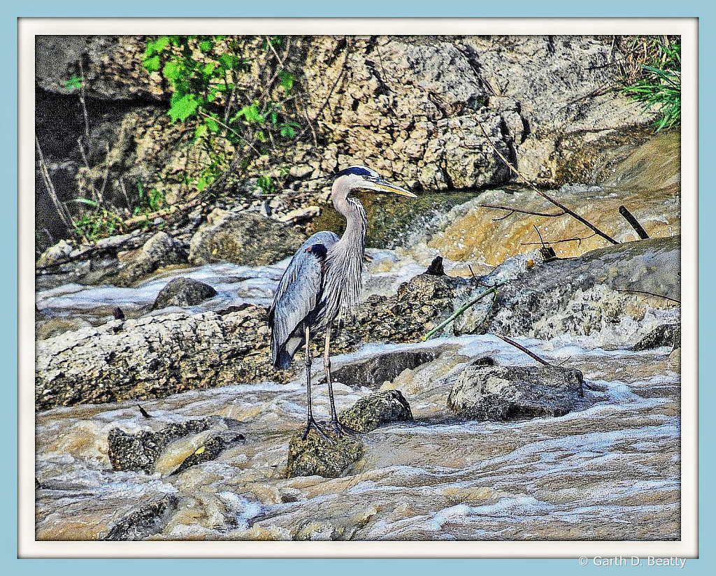    Blue Heron in the Blanchard River 