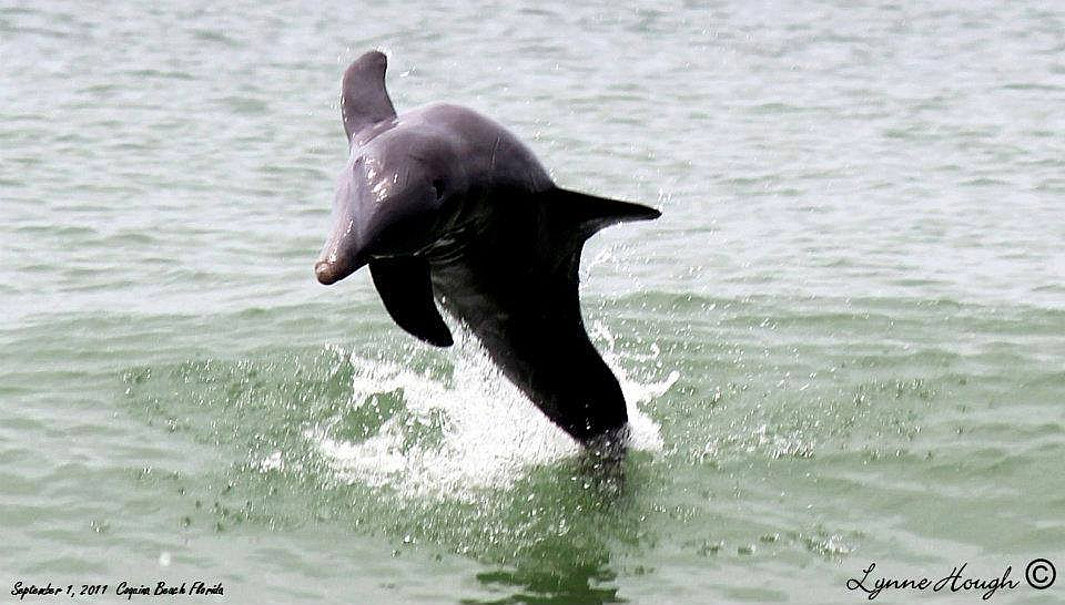 Just Off Shore at Coquina Beach, Florida