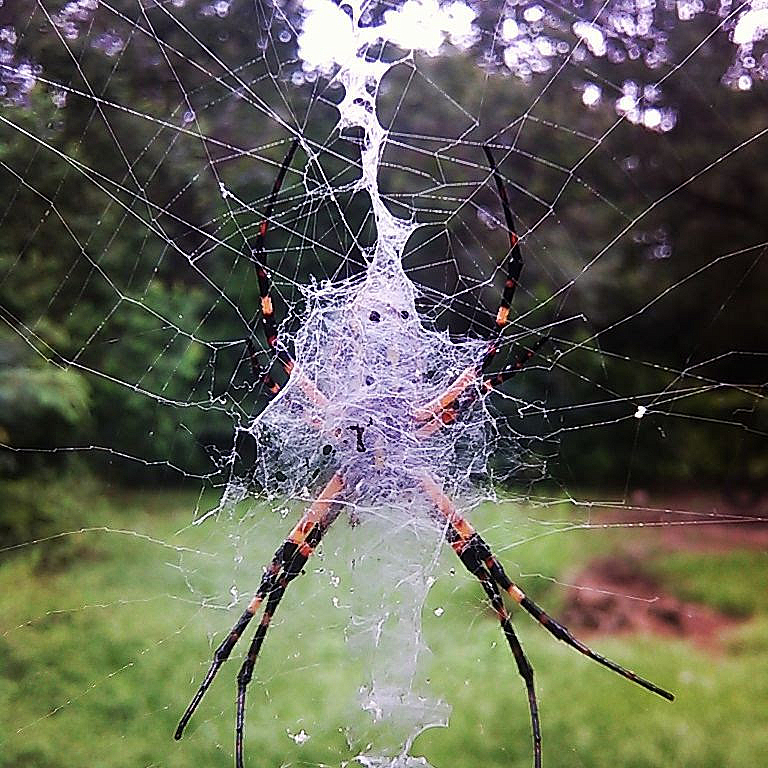 Ghost in the Web