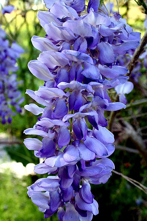 Wisteria Curly Slide