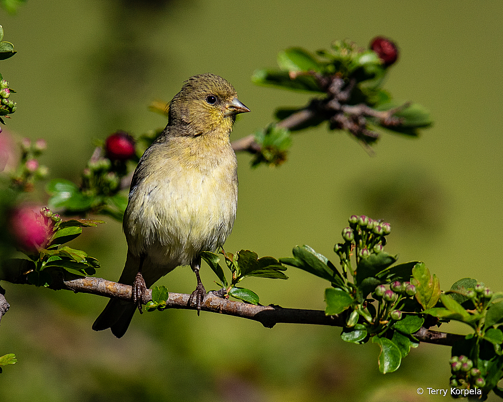 Lesser Goldfinch (female)