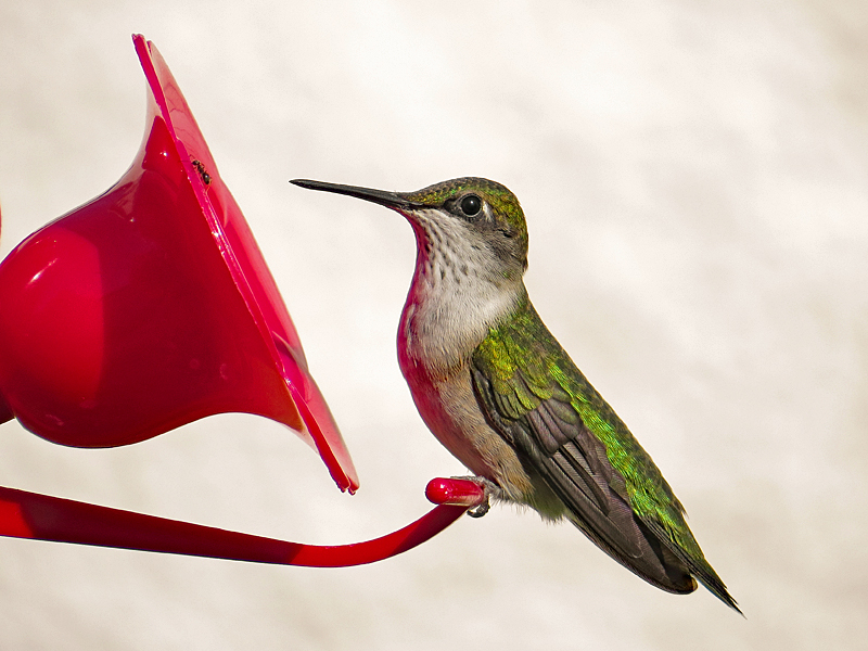 Hummingbird 