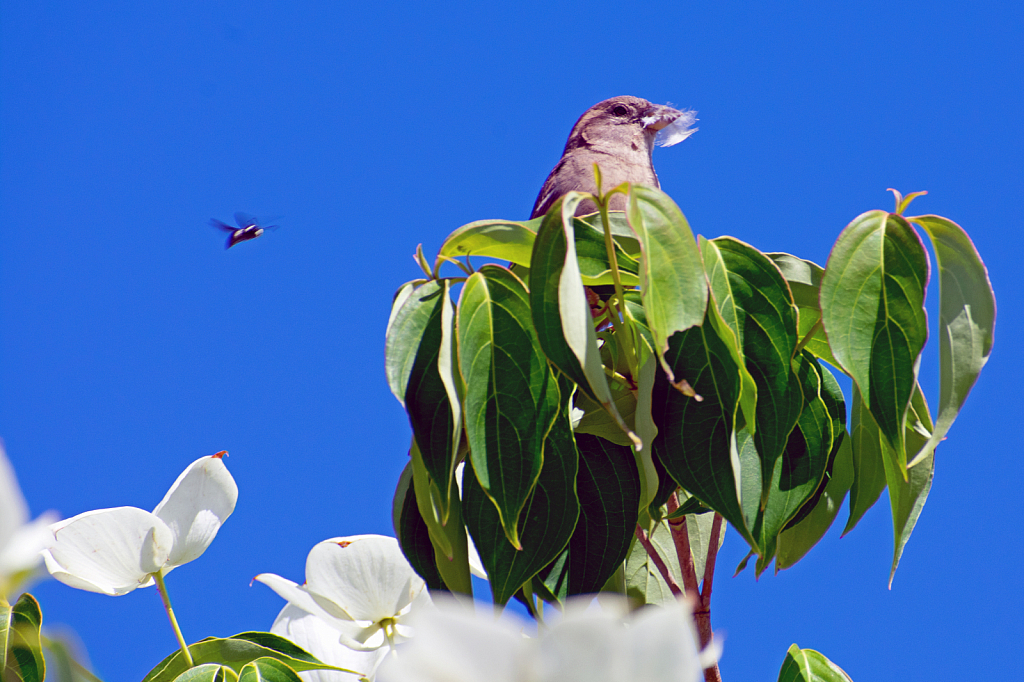 A House Sparrow Gets Photobombed by a Bee