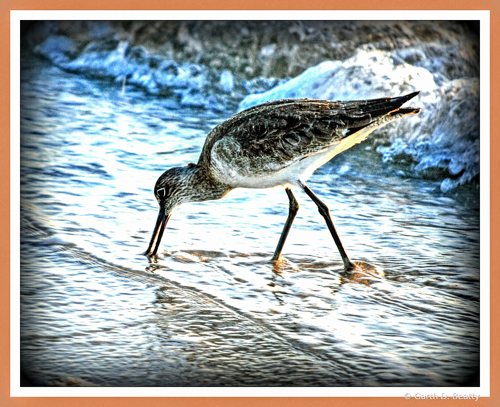     Florida Beach Bird