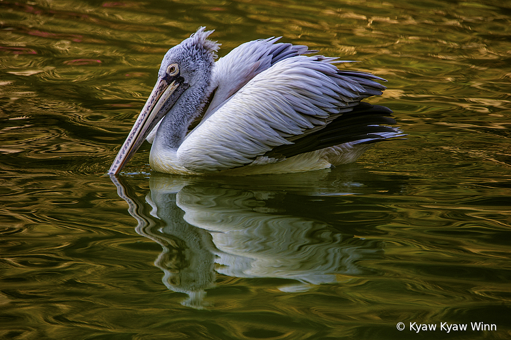 Reflection of Bird