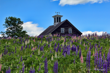 King's Mill with Lupines