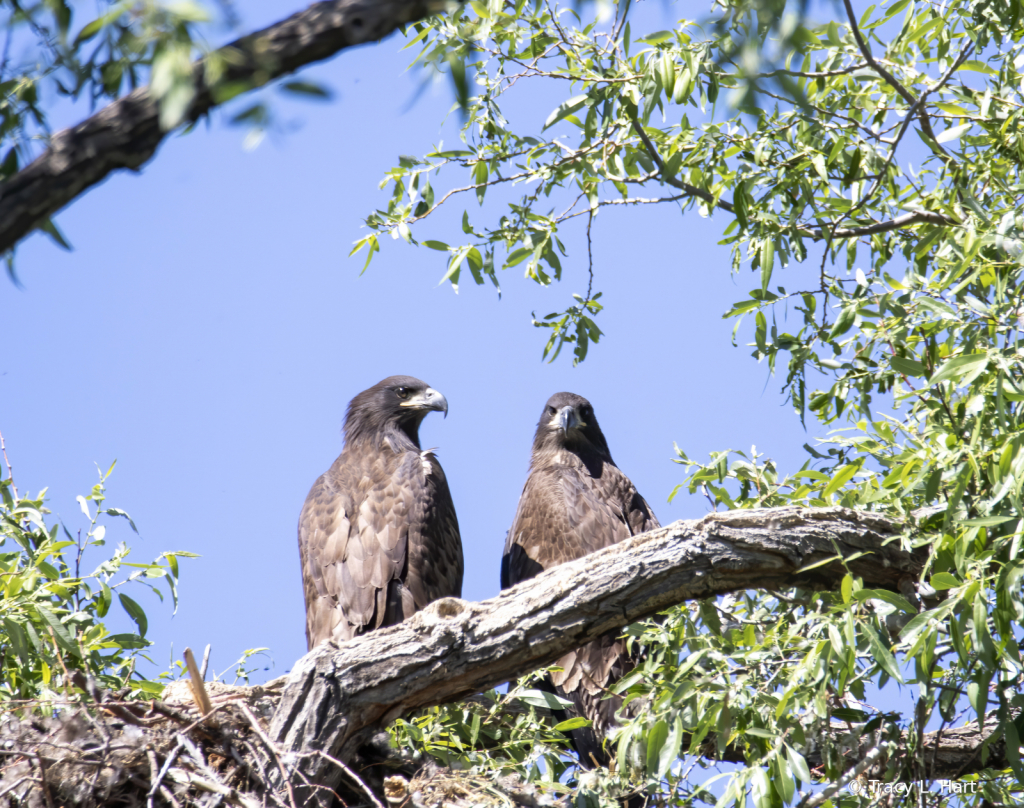 Bald Eagle Babies 