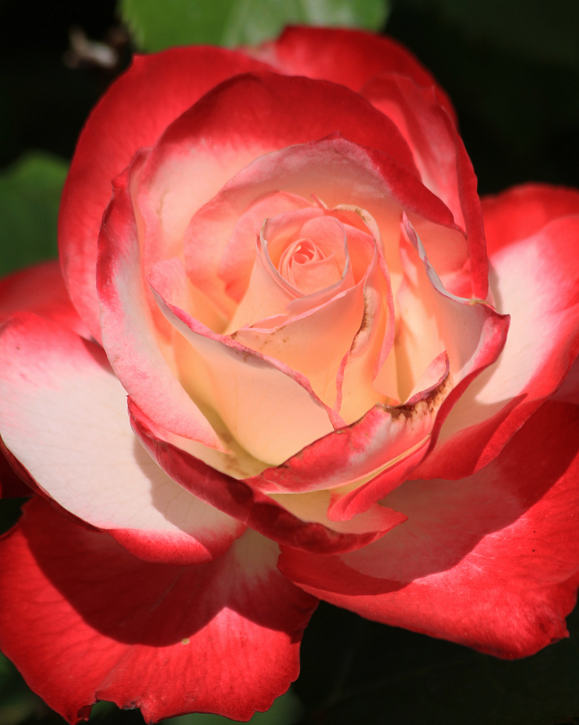 rose macro