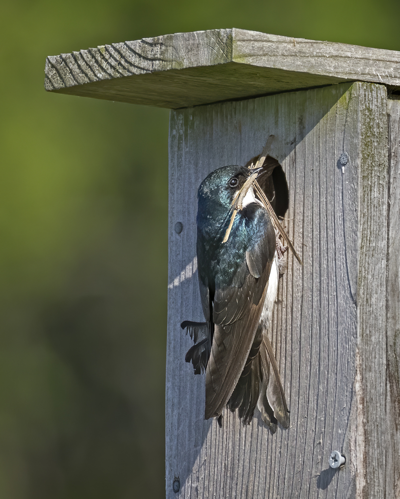 Building the Nest  