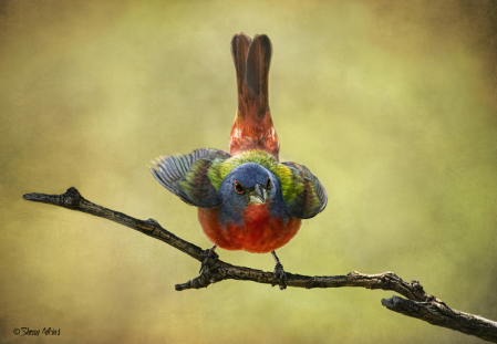 Painted Bunting