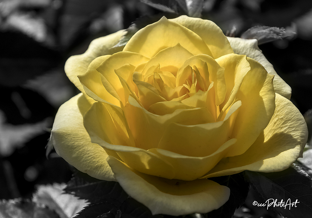 BackLit Beauty - ID: 15824220 © Candice C. Calhoun