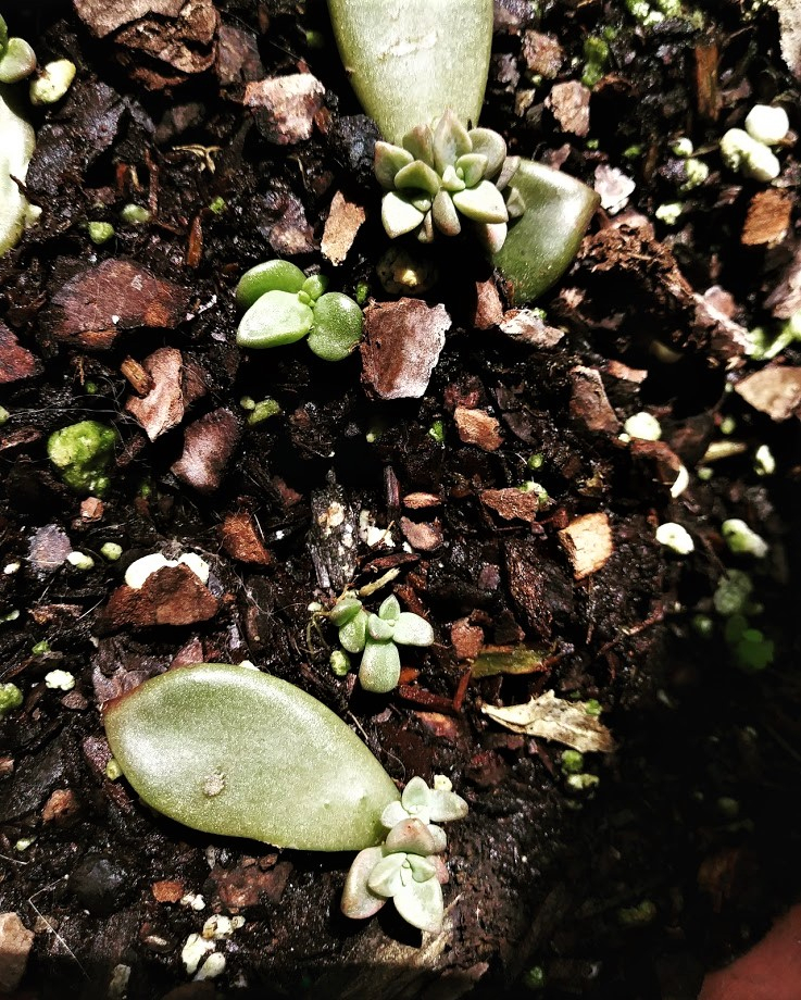 Welcome, little ones - ID: 15824008 © Lynne Hough