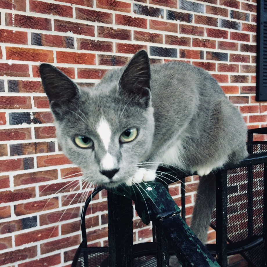 Diamond, the mama of grey kitties - ID: 15824023 © Lynne Hough