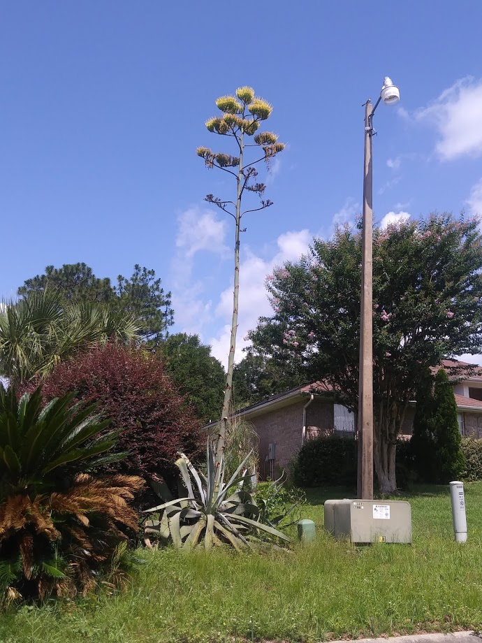 Century Plant at Nursery in Pace, Florida