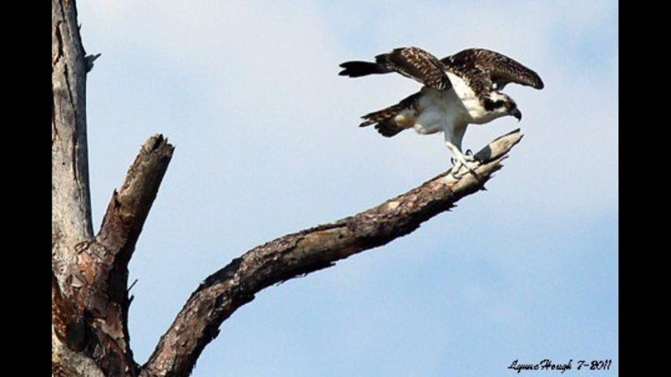Osprey at Ft Pickens - ID: 15824053 © Lynne Hough