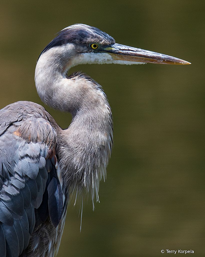 Great Blue Heron